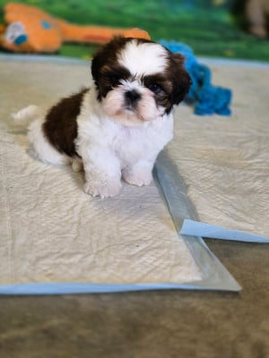 Les chiots de Shih Tzu