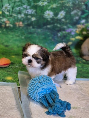 Les chiots de Shih Tzu
