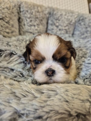 Les chiots de Shih Tzu