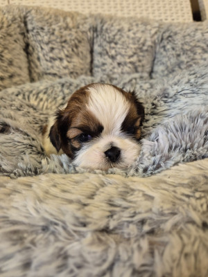 Les chiots de Shih Tzu