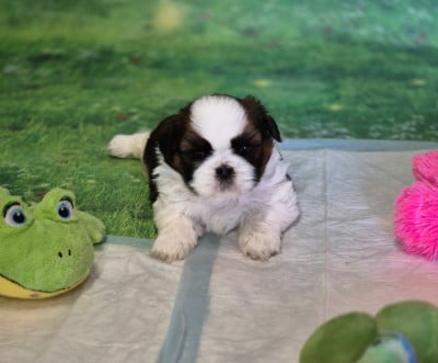 Les chiots de Shih Tzu