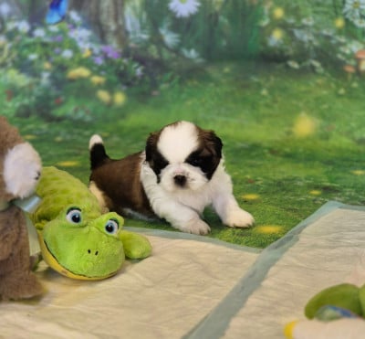 Les chiots de Shih Tzu