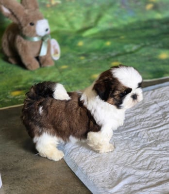 Les chiots de Shih Tzu
