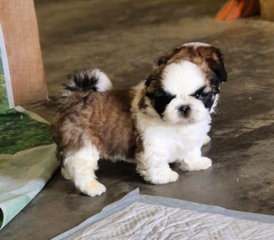 Les chiots de Shih Tzu
