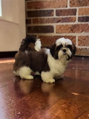 Les chiots de Shih Tzu