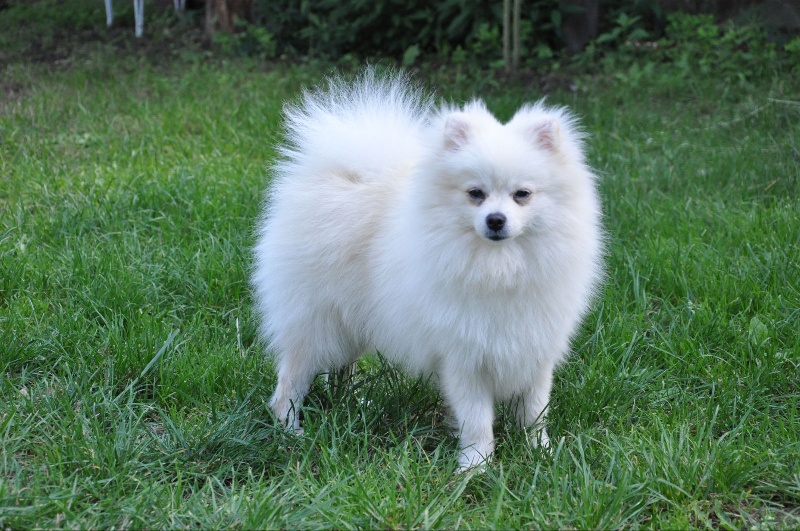 Gaalack  white des Jardins de l'Atlantique