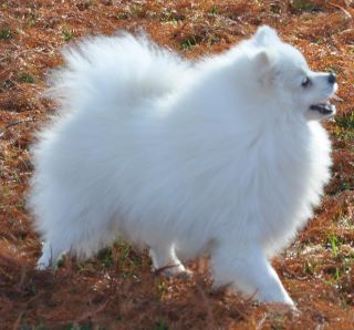 Gaalack  white des Jardins de l'Atlantique