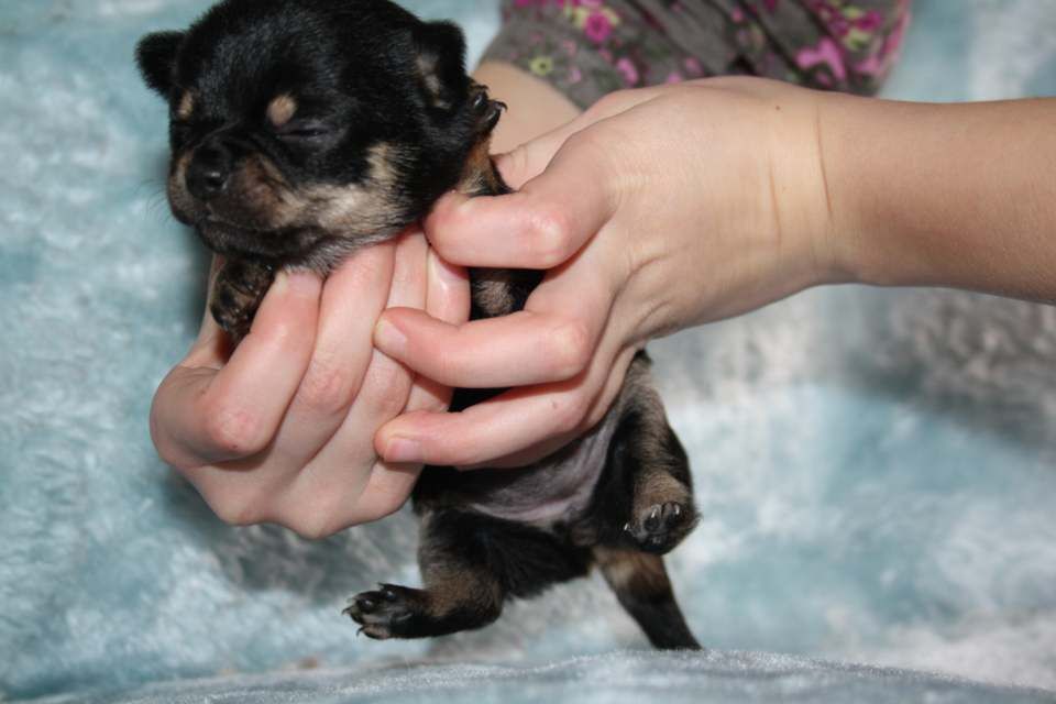 CHIOT - Chihuahua