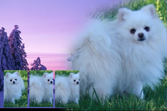 Accueil Elevage Des Jardins De Latlantique Eleveur De