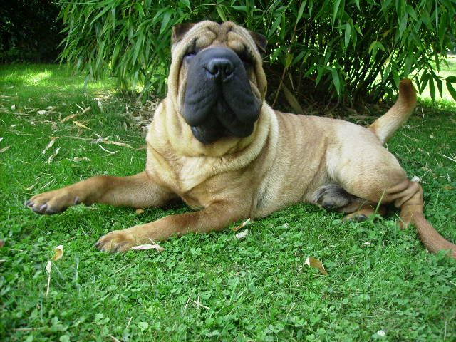 Publication : du the de Chine Auteur : julie rosse