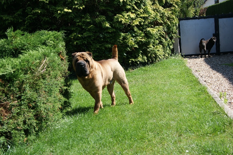 Publication : du the de Chine Auteur : julie rosse