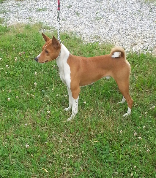 Jedaï de la bergerie Barriera - 3 ème EXCELLENT