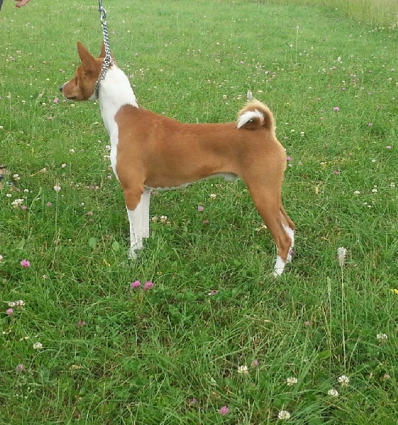 Jedaï de la bergerie Barriera - 3eme TRES BON