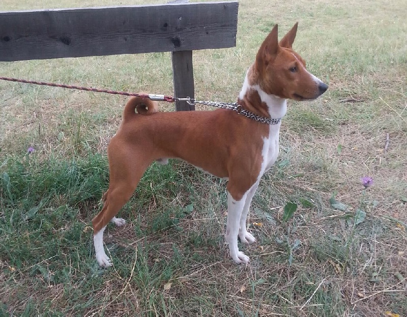 Jedaï de la bergerie Barriera - CACIB