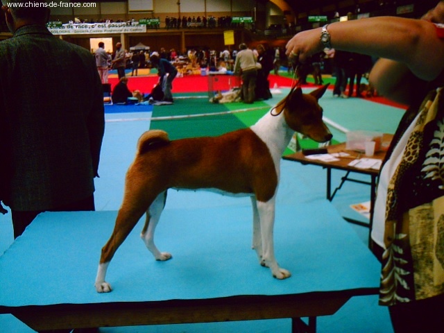 Bushman Of swala pala - 1er excellent - meilleur jeune