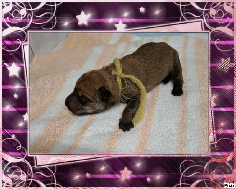 CHIOT cordon jaune - Berger de Picardie