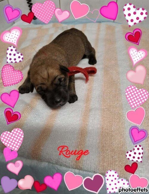 CHIOT cordon rouge - Berger de Picardie