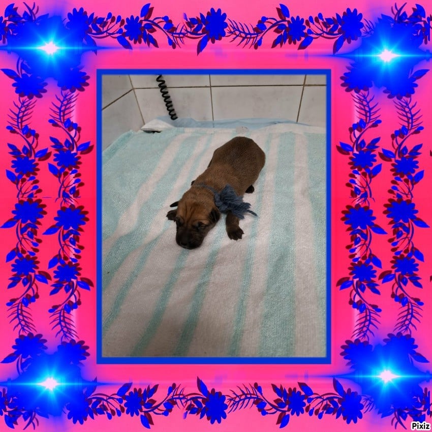 CHIOT cordon bleu foncé - Berger de Picardie