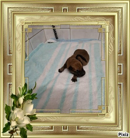 CHIOT cordon noir - Berger de Picardie