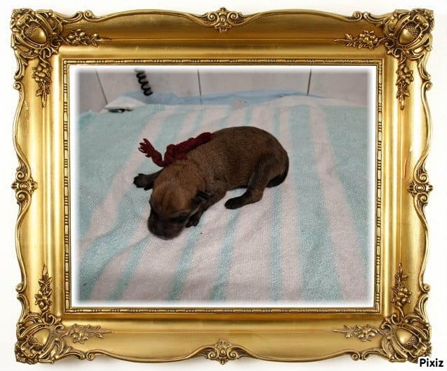 CHIOT cordon bordeaux - Berger de Picardie