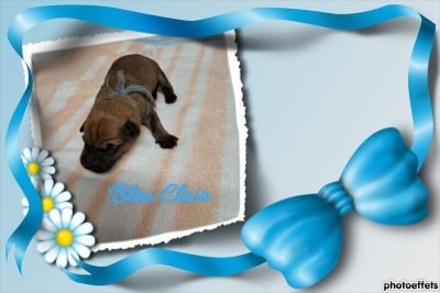 Les chiots de Berger de Picardie