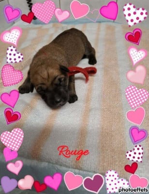 Les chiots de Berger de Picardie