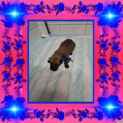 Les chiots de Berger de Picardie