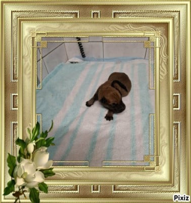 Les chiots de Berger de Picardie