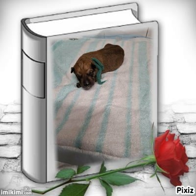 Les chiots de Berger de Picardie