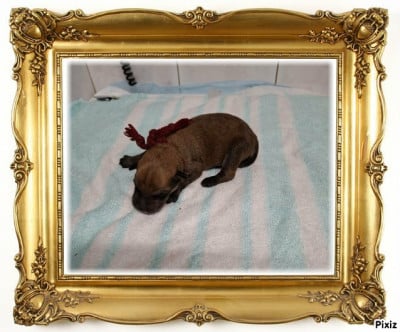 Les chiots de Berger de Picardie