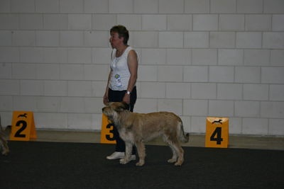 CH. Genie De stephieci - 3ème excellent