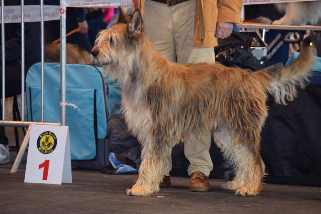 CH. Fritton De stephieci - 2ème excellent RCACIB