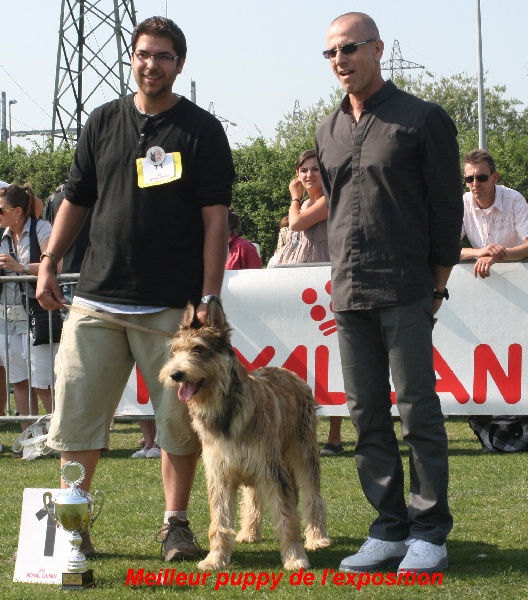 CH. Fritton De stephieci - meilleur puppy de l'exposition
