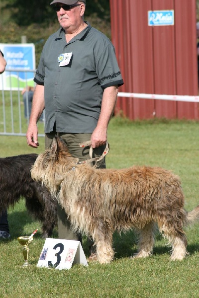 CH. Fritton De stephieci - excellent , 3ème meilleur champion