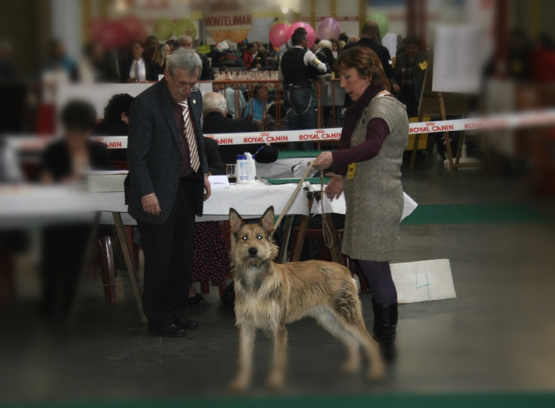CH. Genie De stephieci - bon