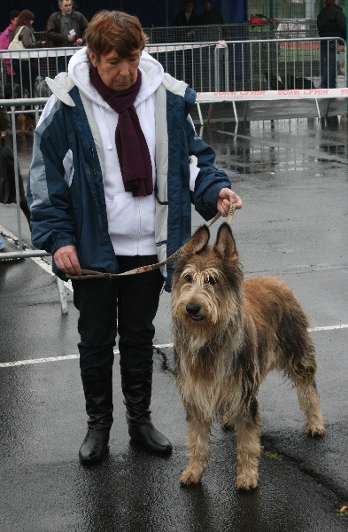 CH. Fritton De stephieci - 2ème excellent