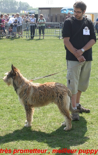 CH. Fritton De stephieci - très prometteur meilleur puppy