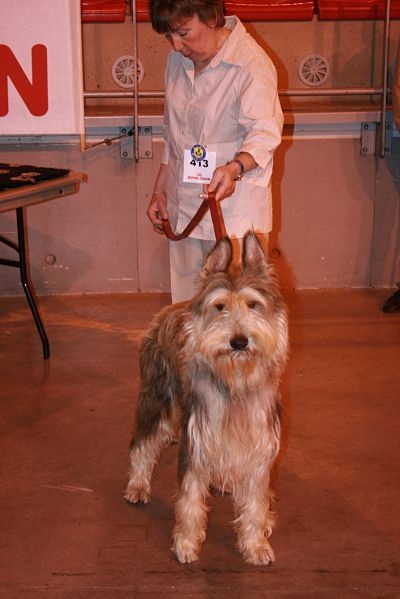 CH. Fritton De stephieci - 1er exc CACS CACIB