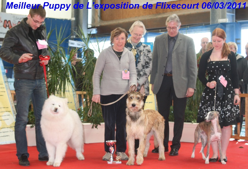 CH. Fritton De stephieci - meilleur puppy de l'exposition