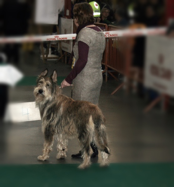 CH. Fritton De stephieci - très bon