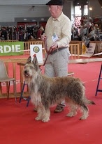 CH. Fritton De stephieci - 1er excellent CACIB meilleur champion