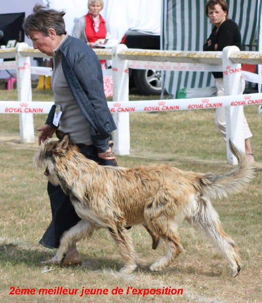 CH. Fritton De stephieci - 2ème meilleur jeune de l'exposition