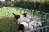 Lexie De stephieci - Apte au CANT sur ovins