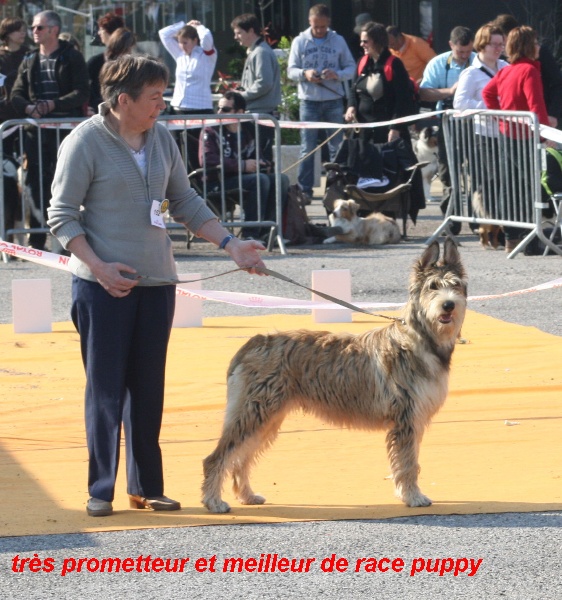 CH. Fritton De stephieci - très prometteur meilleur puppy
