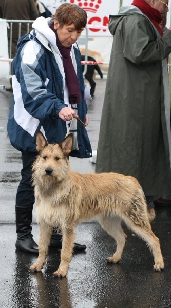 CH. Genie De stephieci - 1ere excellent meilleur jeune, meilleur de race