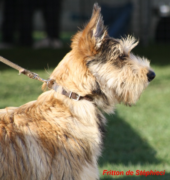 CH. Fritton De stephieci - très prometteur