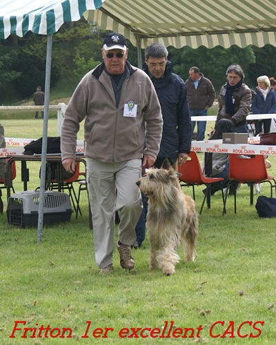 CH. Fritton De stephieci - 1er excellent CACS