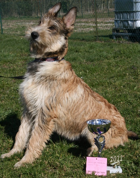 CH. Fritton De stephieci - meilleur puppy