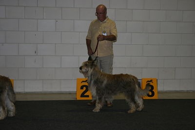 CH. Fritton De stephieci - 2ème excellent RCACL