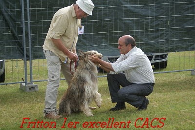 CH. Fritton De stephieci - 1er excellent CACS meilleur de race